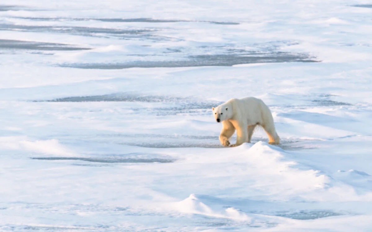 A polar bear patrolling the pack ice