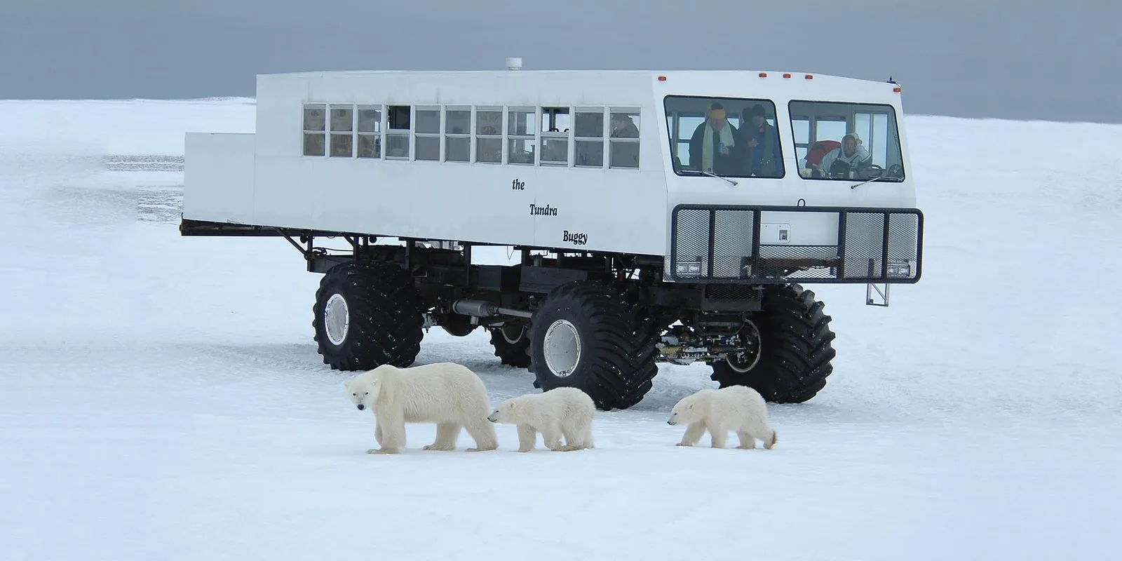 A tundra vehicle with a polar bear and cubs alongside.