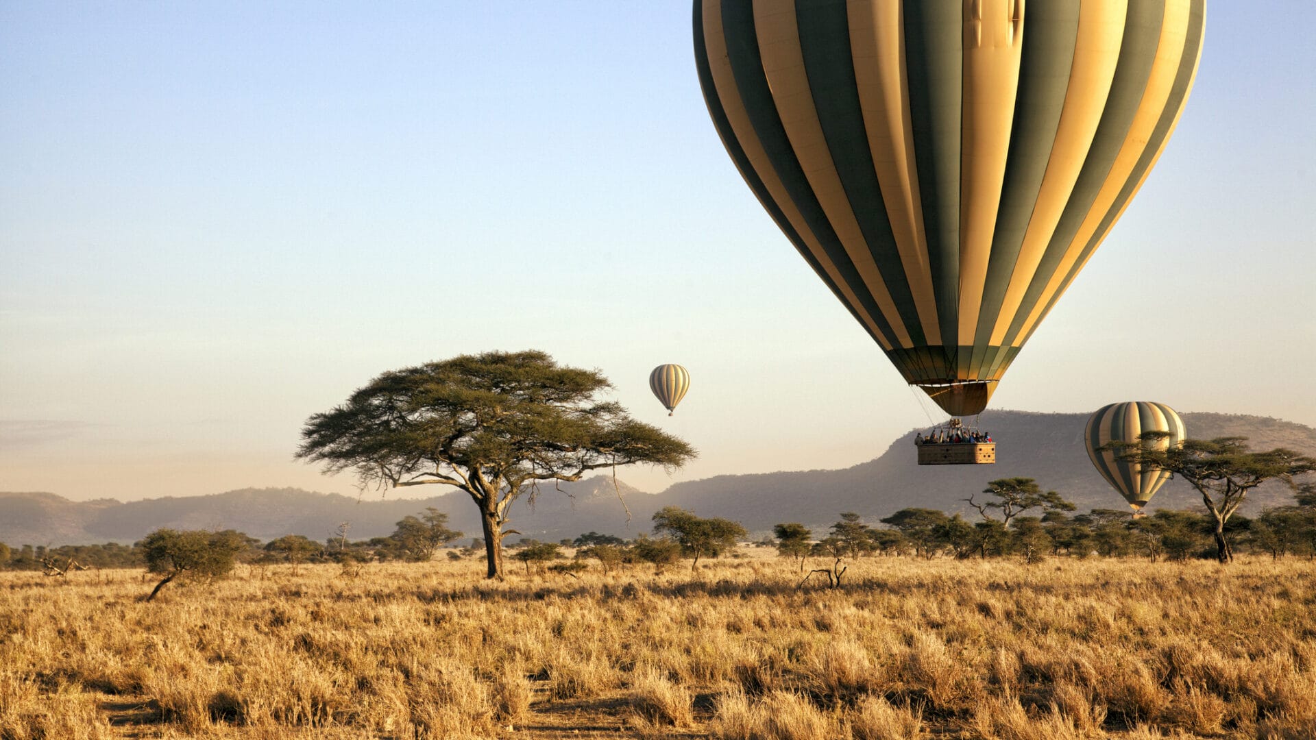 Hot air balloons drifting over the golden Serengeti plains at sunrise