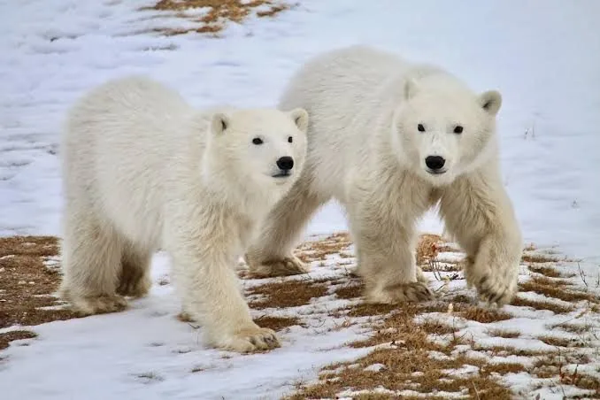 Two young polar bears on the snow near Hudson Bay.