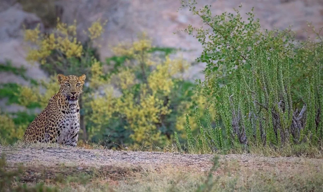 A leopard sitting at the edge of the scrub.