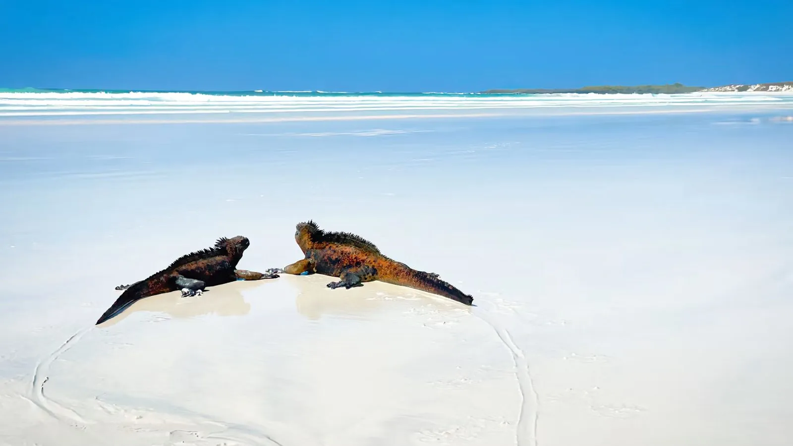 Marine iguanas on the sand.