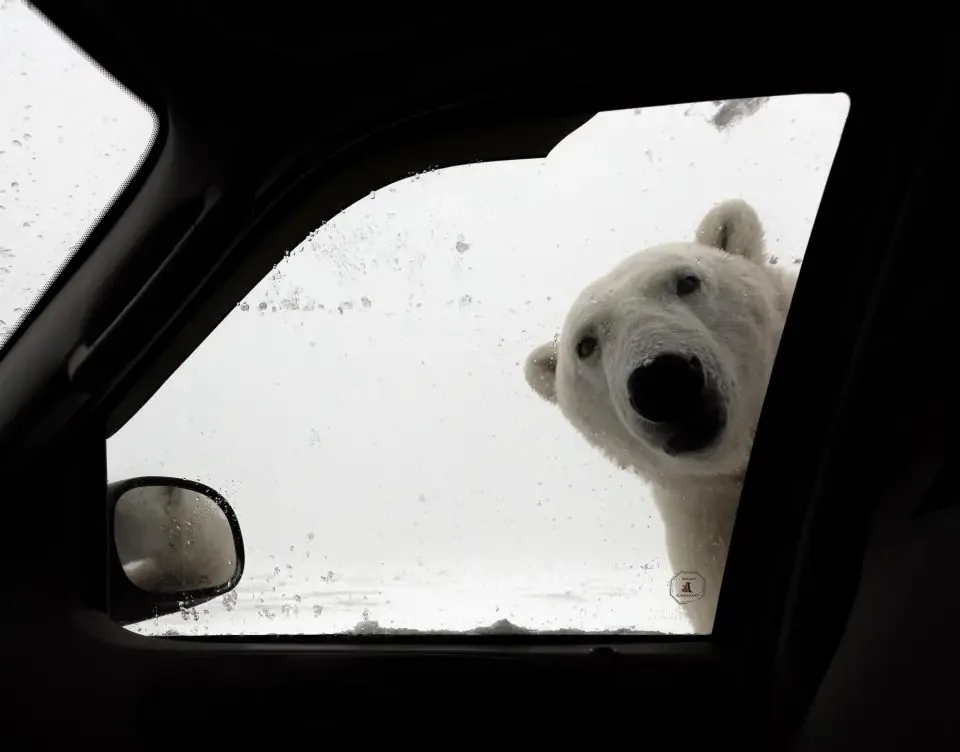 A curious polar bear at a vehicle window.