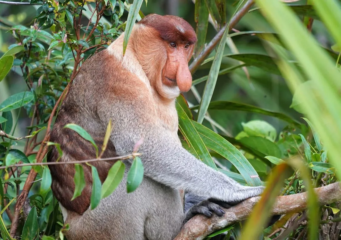 A proboscis monkey, found only on Borneo.