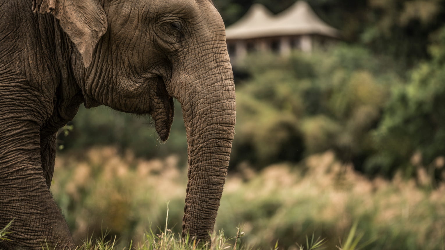 An Asian elephant in the long grass, with a tent in the trees behind