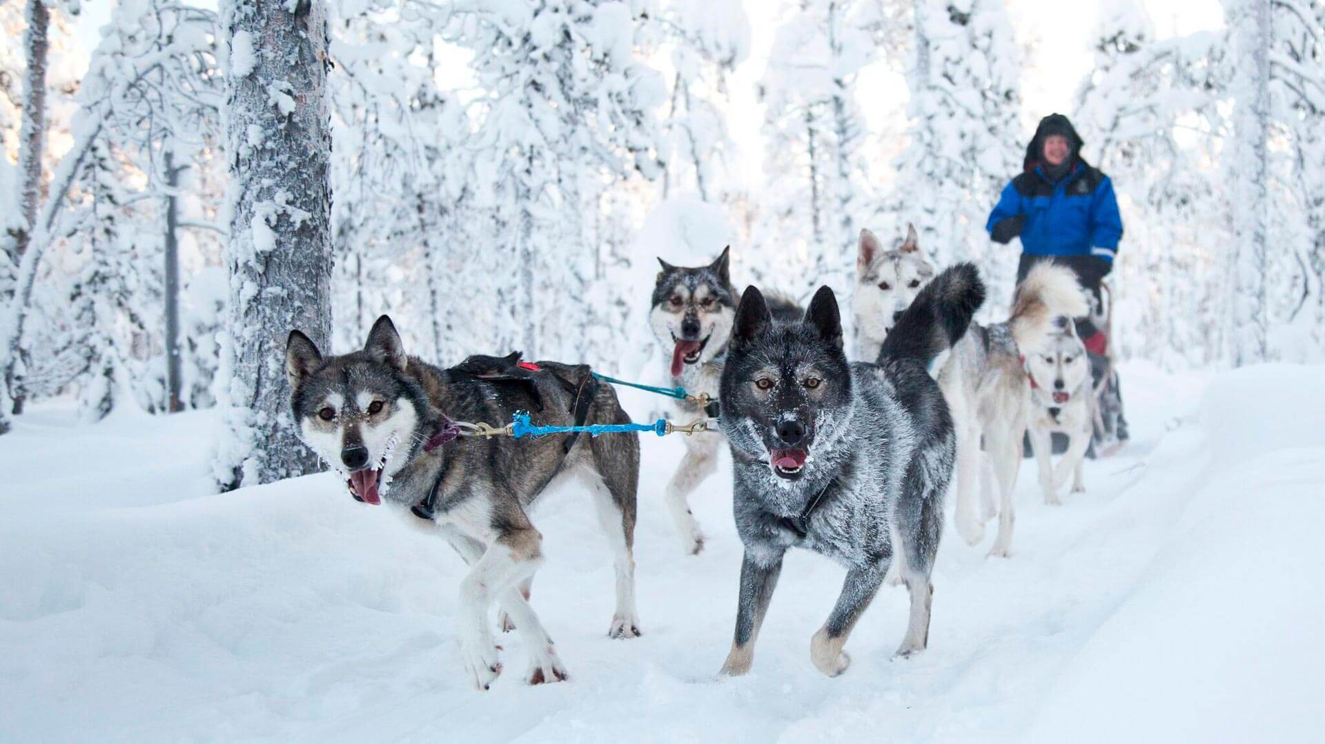 A husky team pulling a sled through snow-laden forest