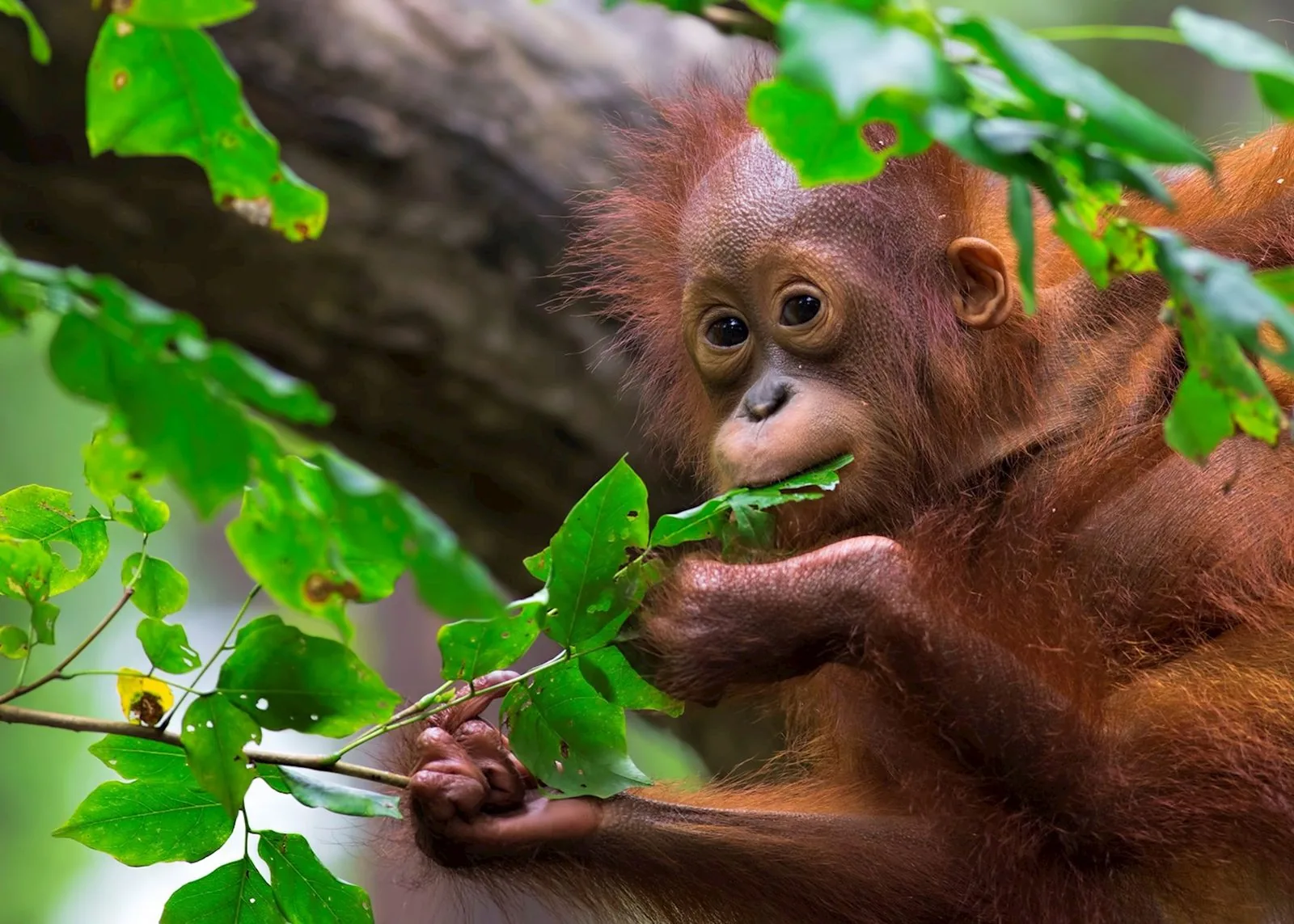 A young Bornean orangutan in the trees.