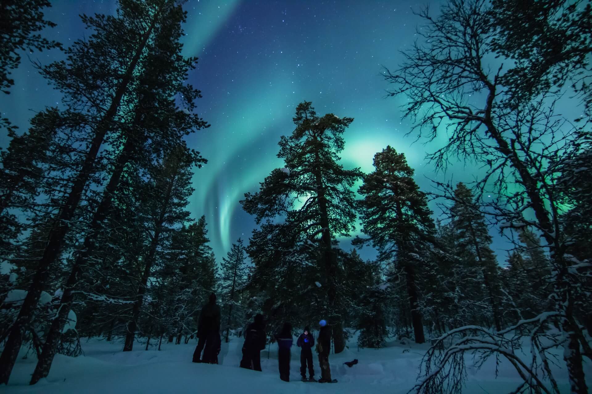 A small group on snowshoes watching the aurora through tall pines