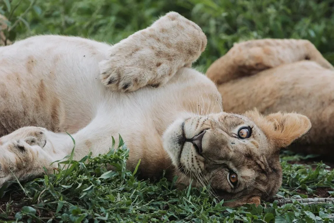 A lioness resting in the grass.