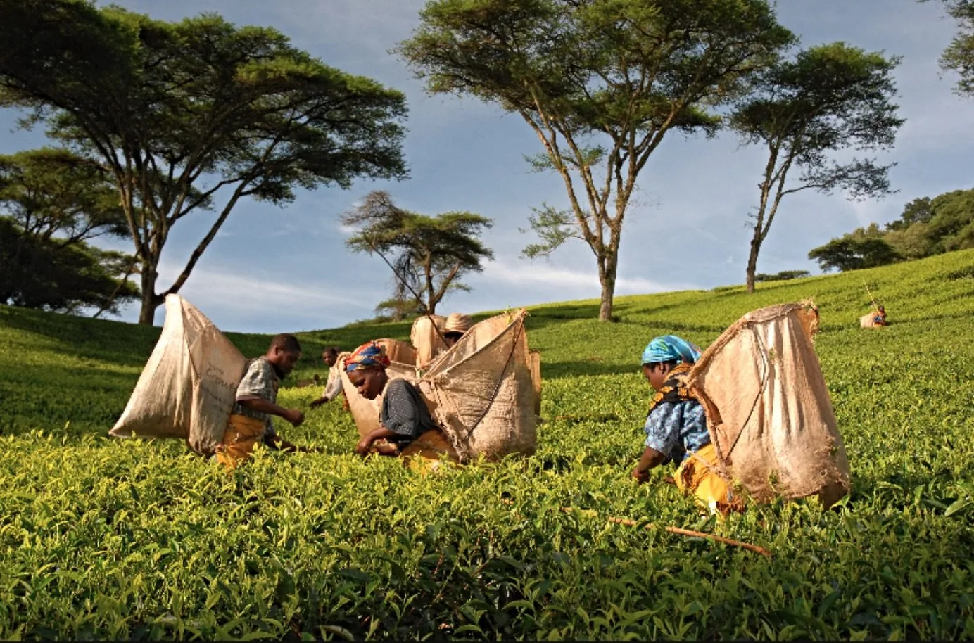 Tea being picked in the hills of Thyolo.