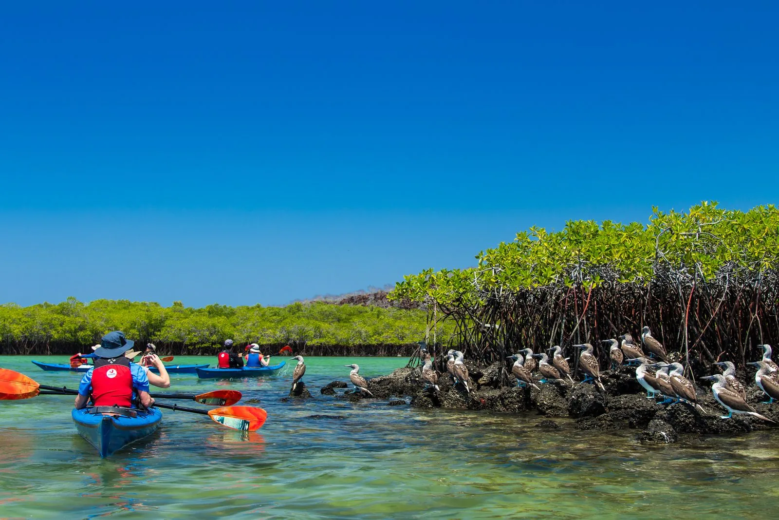 Kayaking past the mangroves.