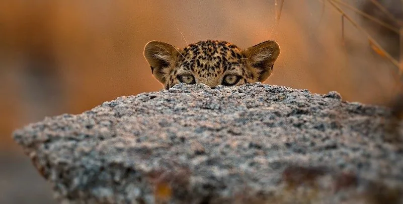 A leopard peering over a granite rock in Jawai