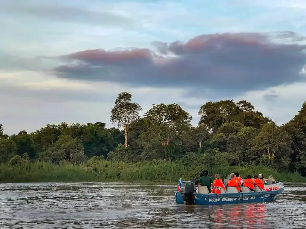 Wildlife viewing by small boat on the Kinabatangan River.