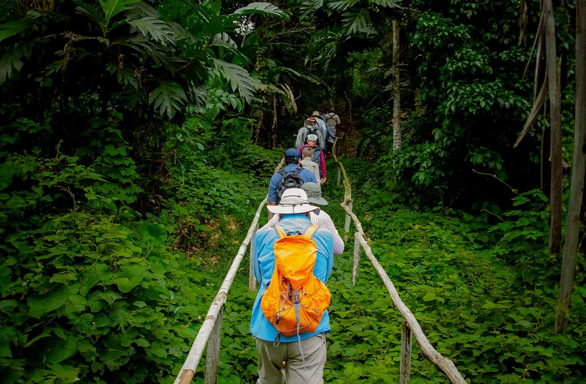 A guided walk into the rainforest.