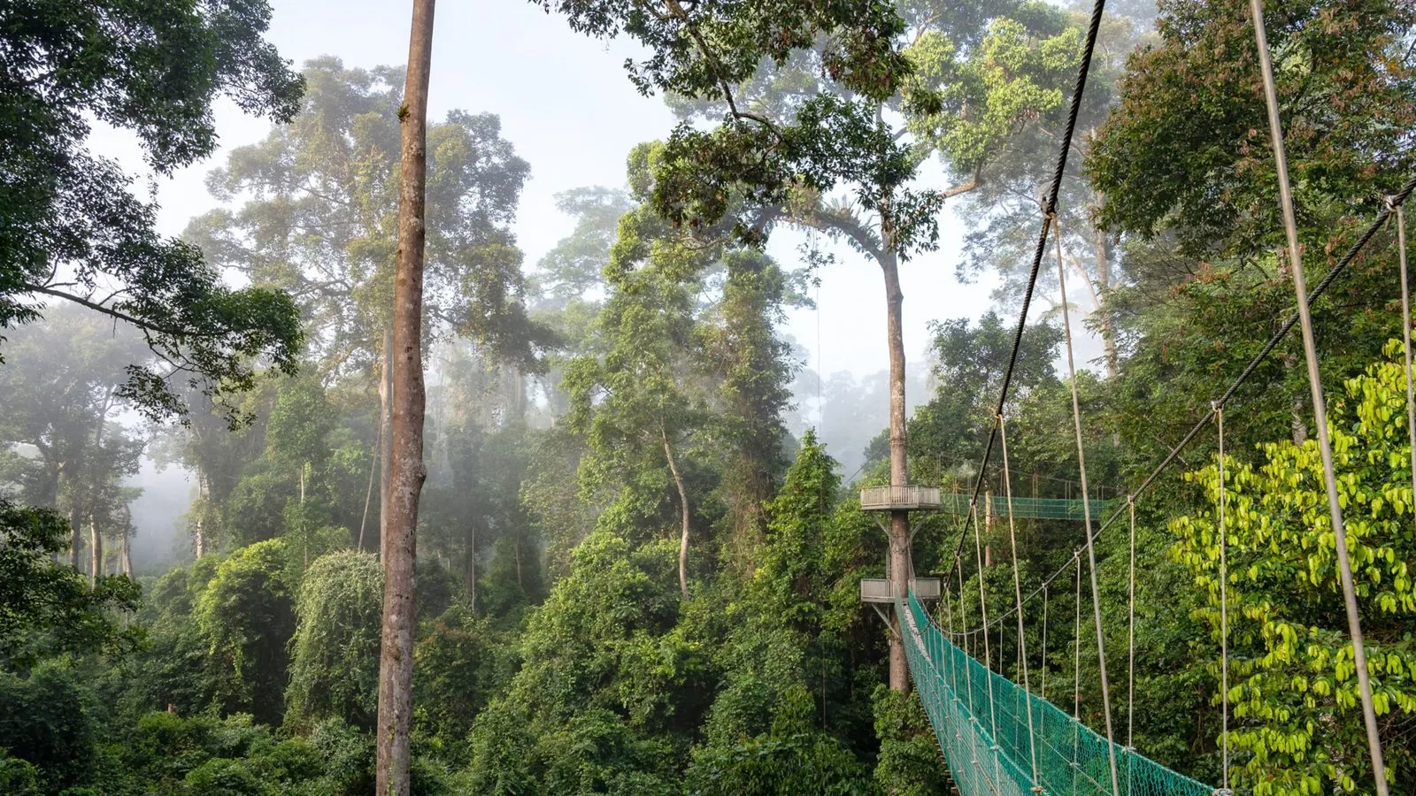 A canopy walkway through misty rainforest.