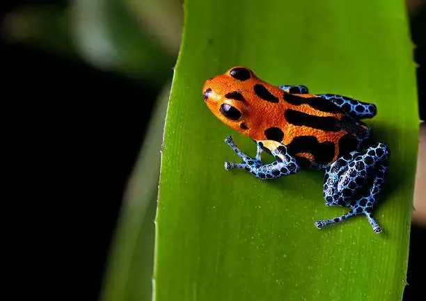 A poison dart frog on a leaf.