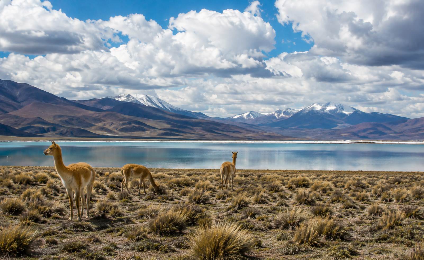 Vicuñas grazing beside a high Andean lagoon