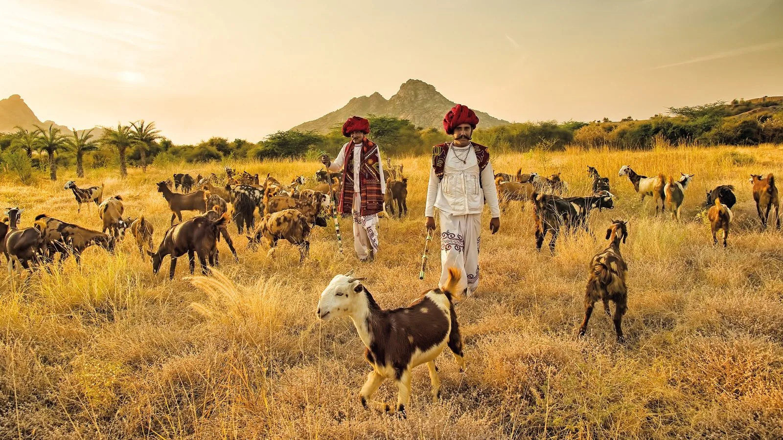 Rabari herdsmen moving goats through the valley.