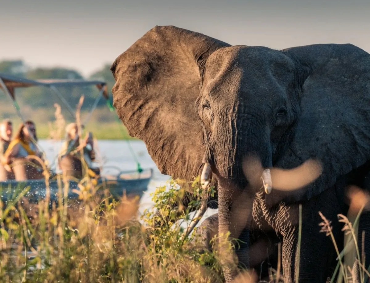 An elephant close to the water, with a safari boat behind.