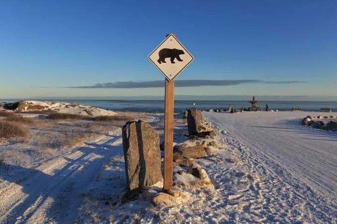 A polar bear warning sign on the edge of town.