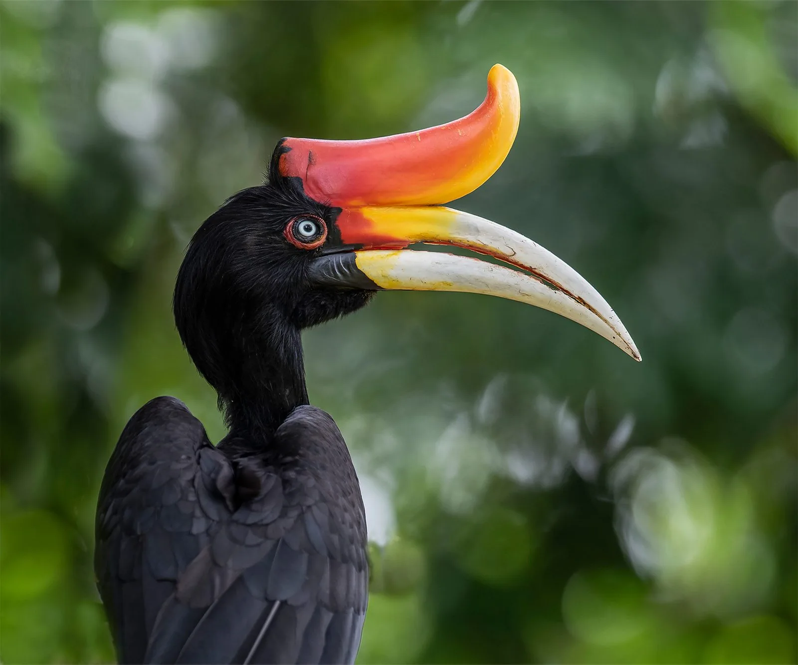 A rhinoceros hornbill.