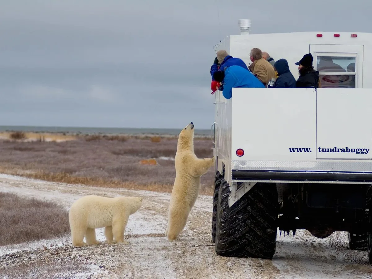 A polar bear standing up against a tundra vehicle in Churchill