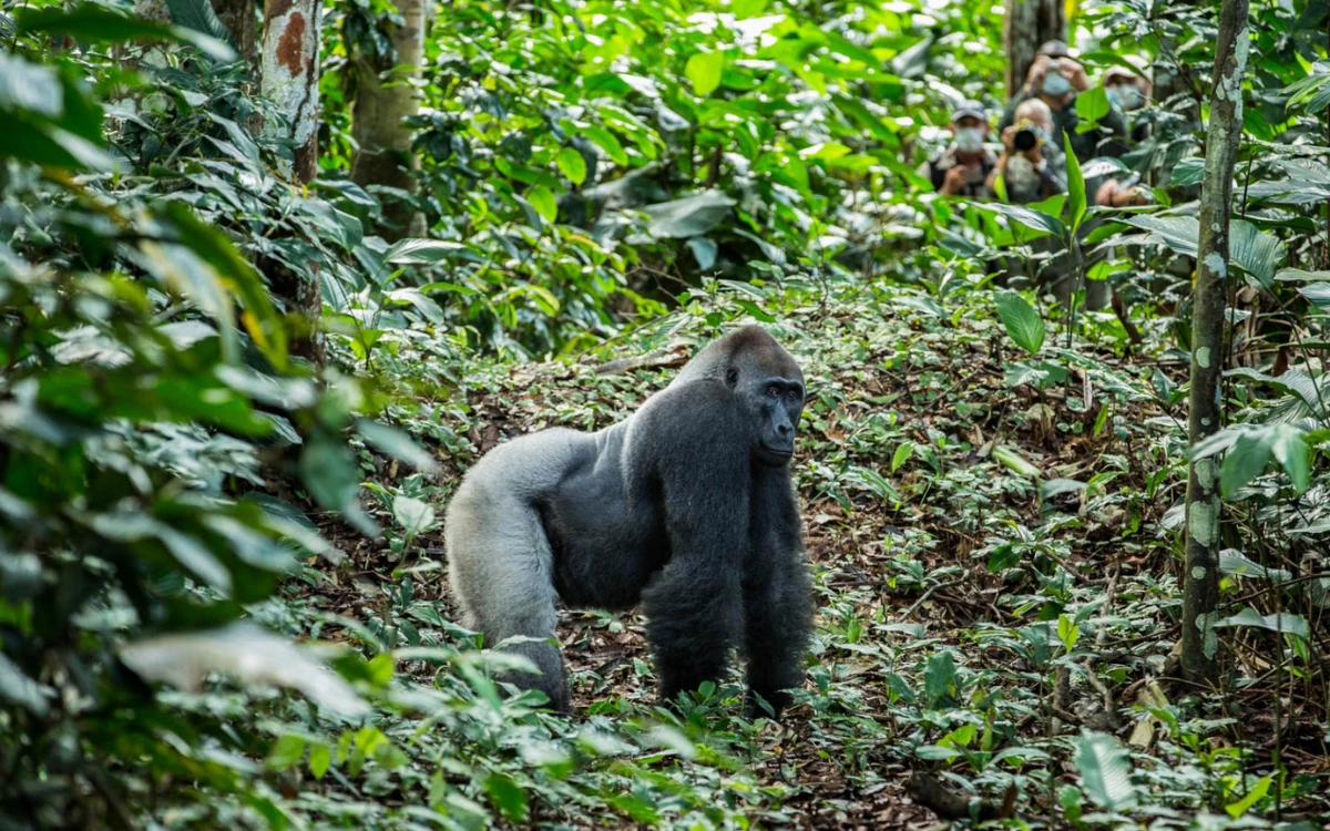A western lowland gorilla in the rainforest of Odzala-Kokoua National Park
