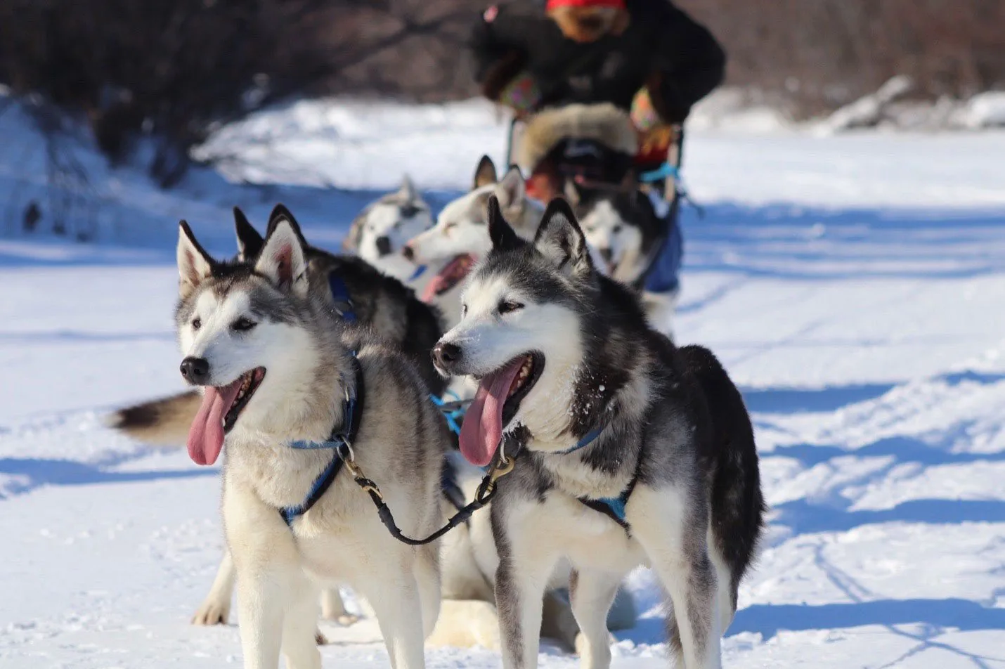 A husky team ready to run.
