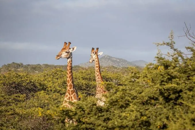Giraffe above the bush in the late light.