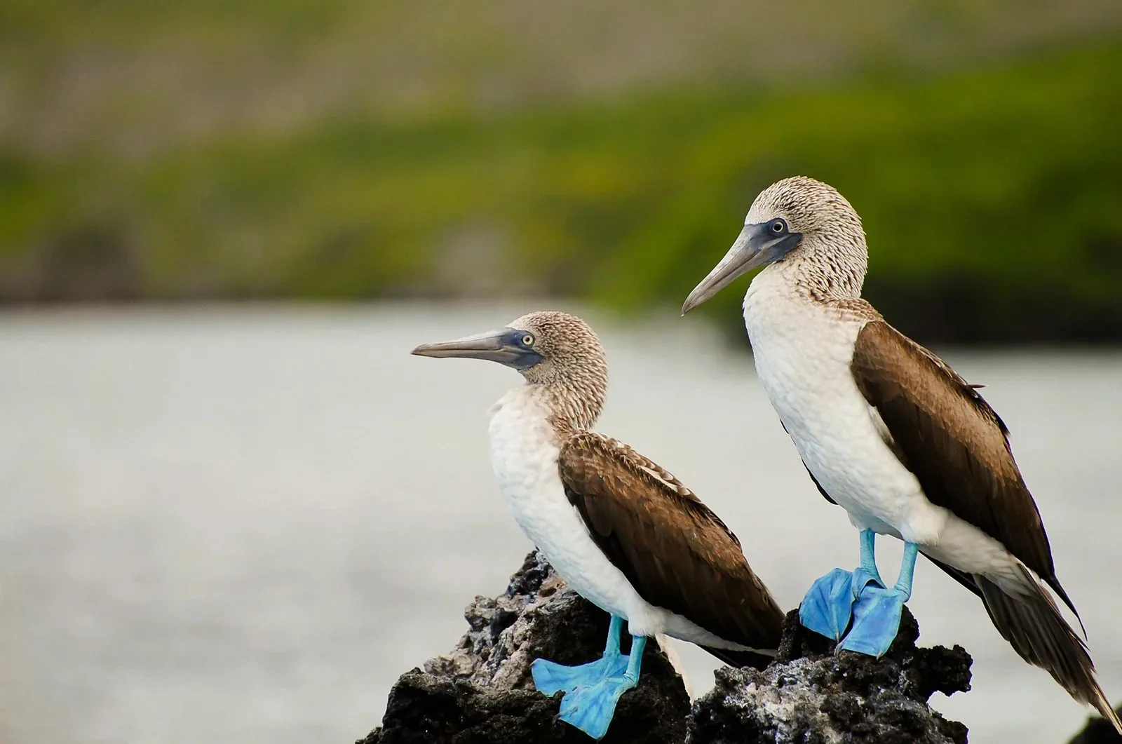 Blue-footed boobies on the rocks.