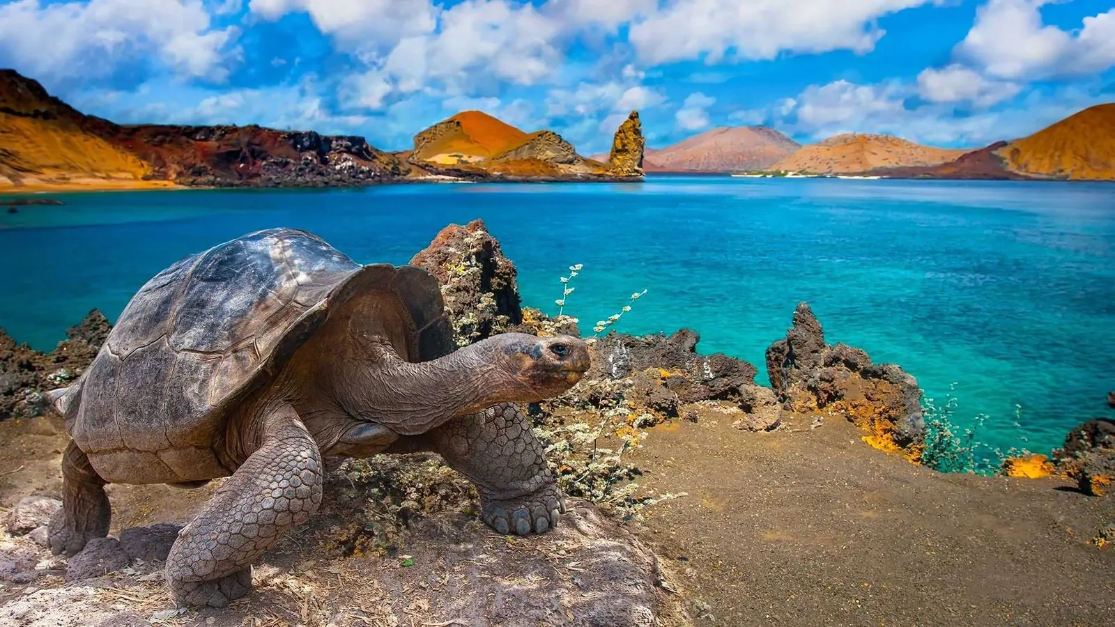 A giant tortoise on lava rock above a turquoise Galápagos bay