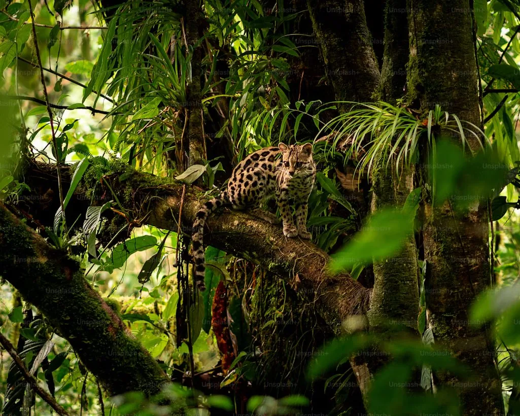 A wild cat on a branch in the forest.