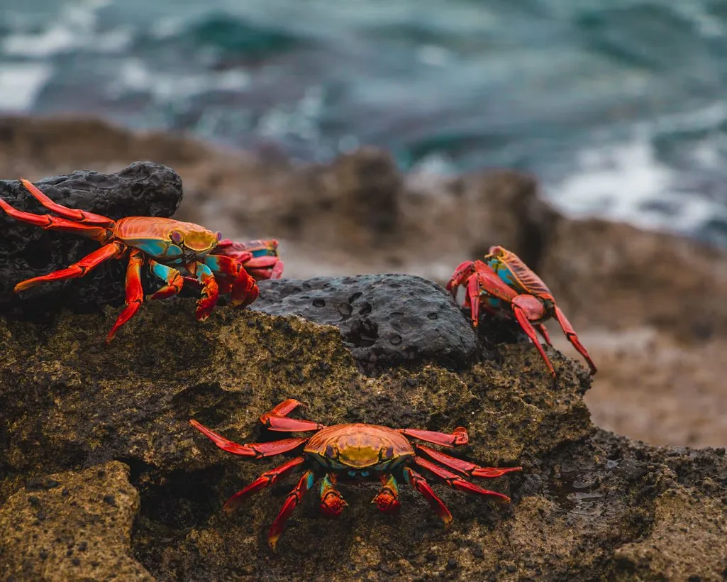 Sally Lightfoot crabs on black lava.