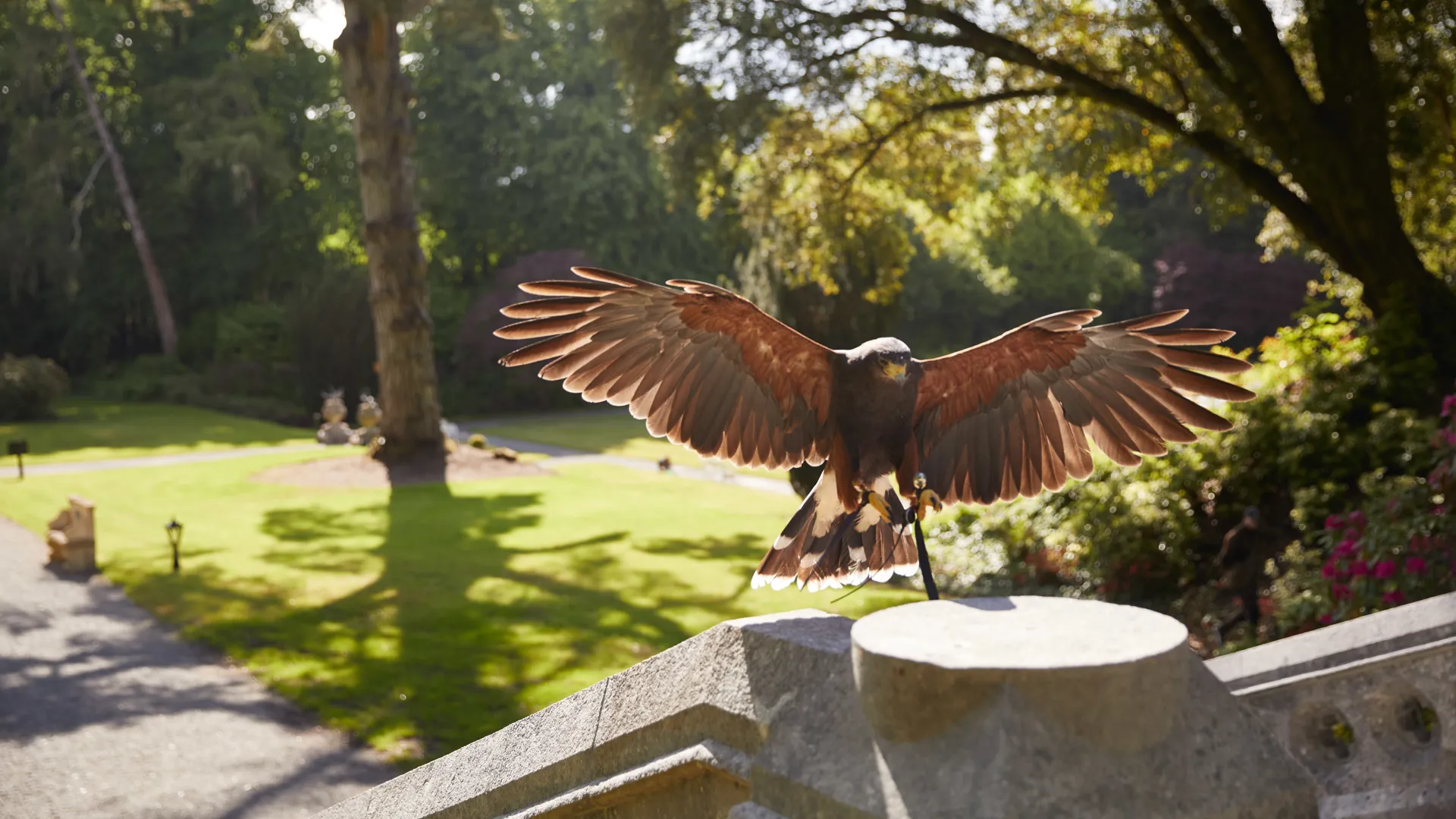 A Harris hawk with wings spread, landing on a stone balustrade in the castle grounds