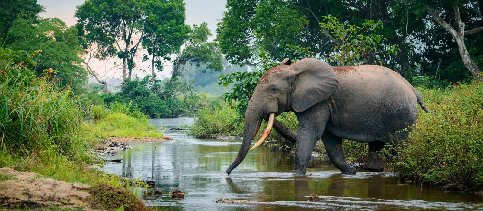 A forest elephant crossing the Lekoli River