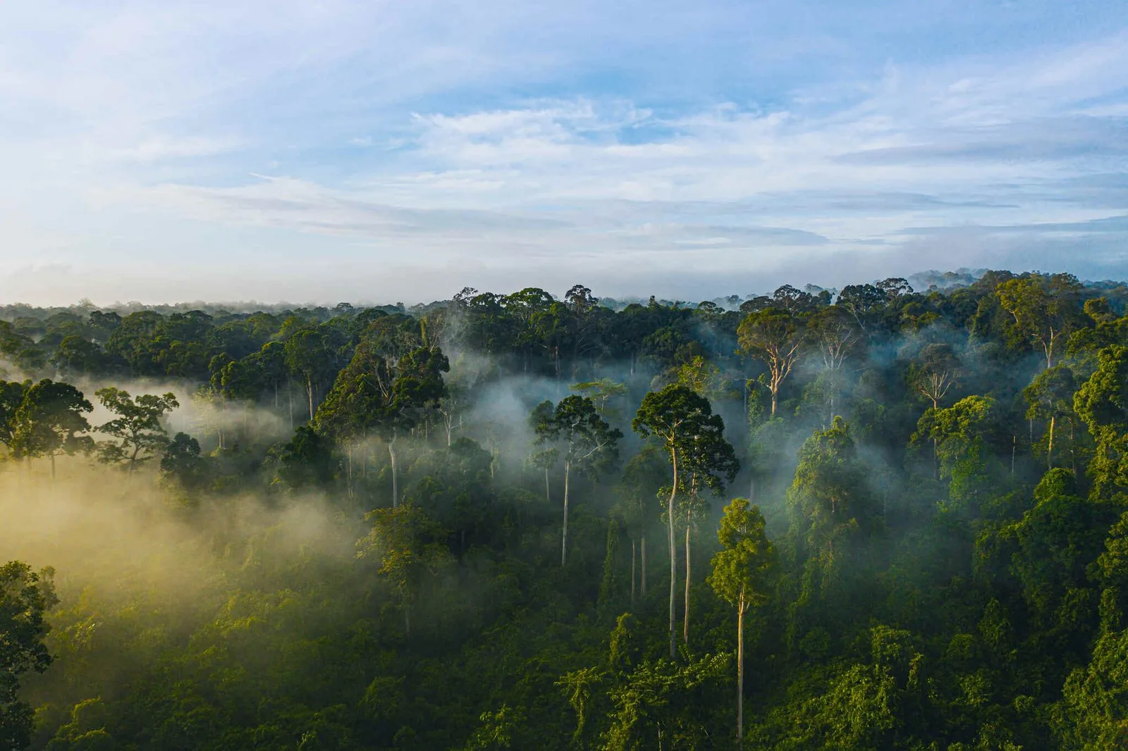 Mist rising over the rainforest canopy of Danum Valley, Borneo